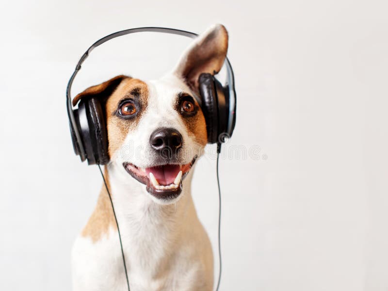 Perro en auriculares que escucha la música