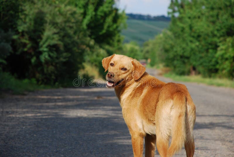 Perro en el camino imagen de archivo Perro en el camino imagen de archivo