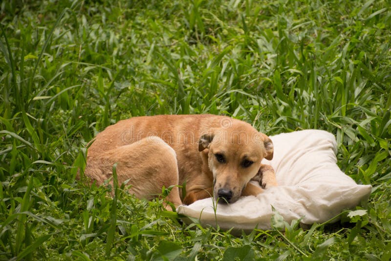 Dog mutt yellow lying happily resting on the pillow. Dog mutt yellow lying happily resting on the pillow.