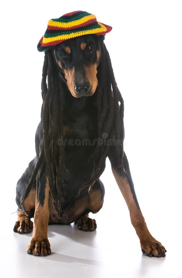 Dog in costume - doberman dressed with dreadlocks on white background. Dog in costume - doberman dressed with dreadlocks on white background