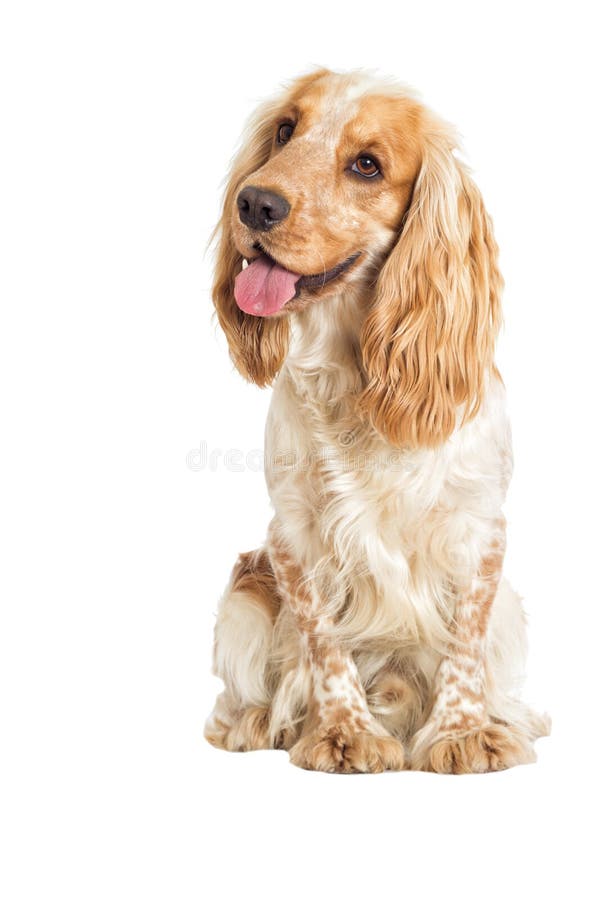 Perro en un fondo blanco imagen de archivo Perro en un fondo blanco imagen de archivo