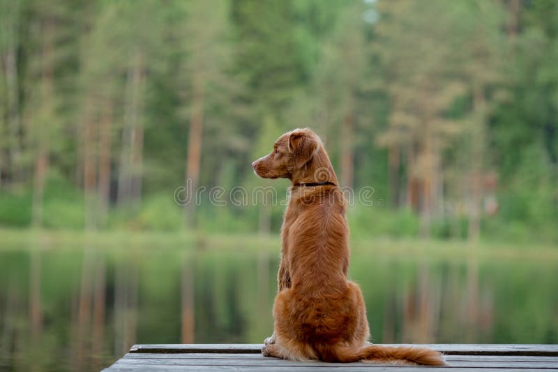 Perro en un puente de madera en el lago Perro perdiguero tocante del pato de Nova Scotia en naturaleza foto de archivo libre de regalías Perro en un puente de madera en el lago Perro perdiguero tocante del pato de Nova Scotia en naturaleza foto de archivo libre de regalías