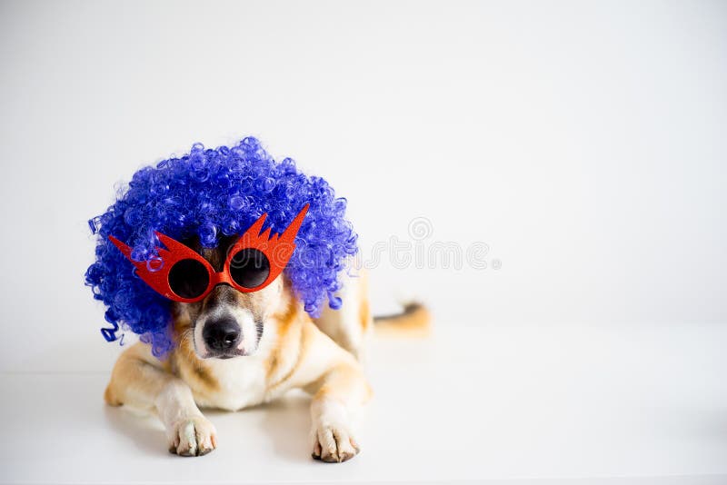 Perro en un sombrero del partido foto de archivo libre de regalías Perro en un sombrero del partido foto de archivo libre de regalías