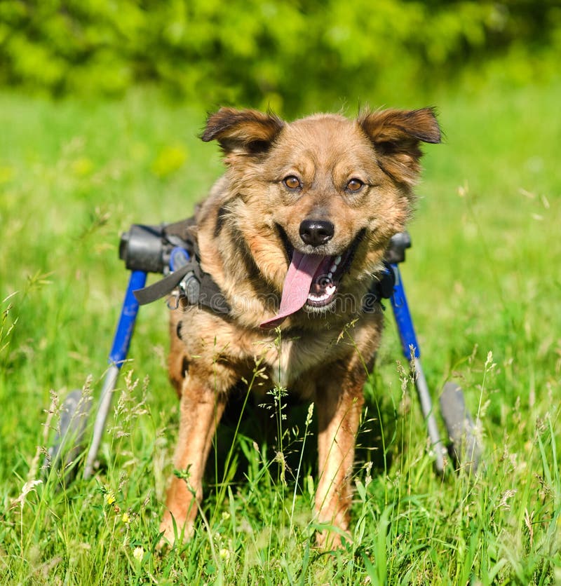 Arriba 100+ Foto Como Hacer Una Silla De Ruedas Para Perro Mirada Tensa