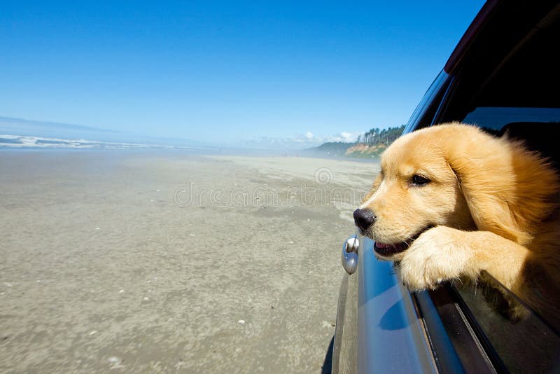 Perro en una ventana de coche imagen de archivo Perro en una ventana de coche imagen de archivo