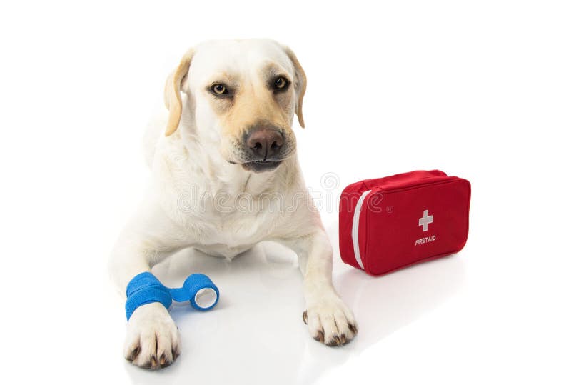 Perro enfermo LABRADOR QUE SE ACUESTA CON UN VENDAJE O UNA BANDA AZUL ELÁSTICO A PIE Y UNA EMERGENCIA O UN EQUIPO DE LA AYUDA DE fotos de archivo Perro enfermo LABRADOR QUE SE ACUESTA CON UN VENDAJE O UNA BANDA AZUL ELÁSTICO A PIE Y UNA EMERGENCIA O UN EQUIPO DE LA AYUDA DE fotos de archivo