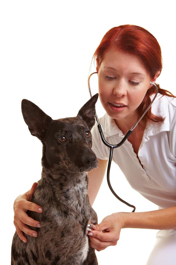Perro examing veterinario femenino foto de archivo Perro examing veterinario femenino foto de archivo