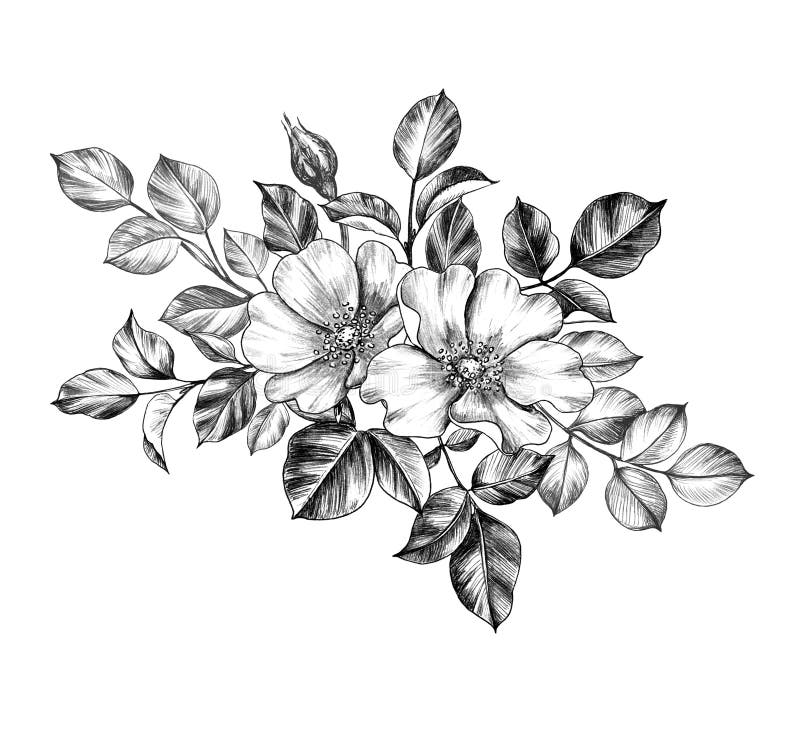 Perro exhausto Rose Flowers de la mano ilustración del vector Perro exhausto Rose Flowers de la mano ilustración del vector