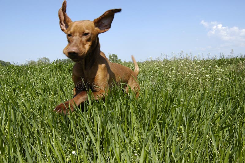 Perro feliz Perro feliz