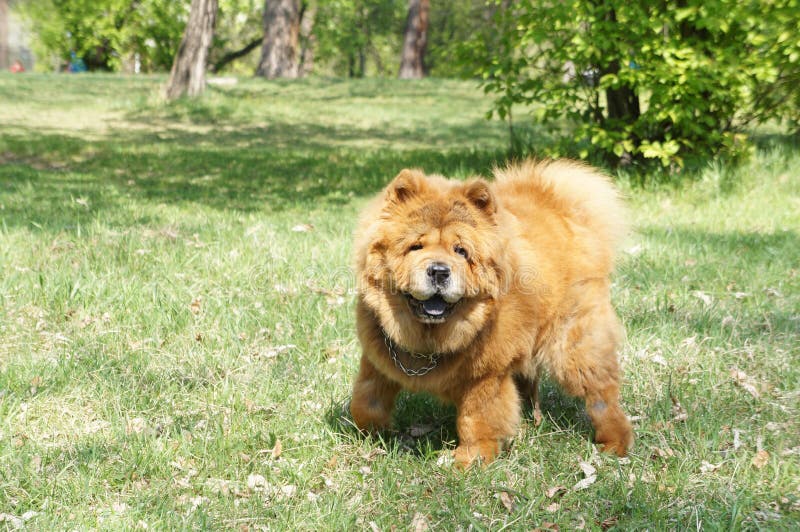 Perro feliz foto de archivo libre de regalías Perro feliz foto de archivo libre de regalías