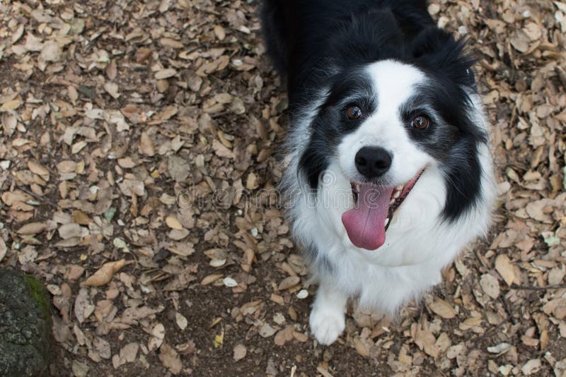 PERRO FELIZ DEL BORDER COLLIE CON LA LENGUA HACIA FUERA EN EL BOSQUE Alto ANG fotografía de archivo PERRO FELIZ DEL BORDER COLLIE CON LA LENGUA HACIA FUERA EN EL BOSQUE Alto ANG fotografía de archivo
