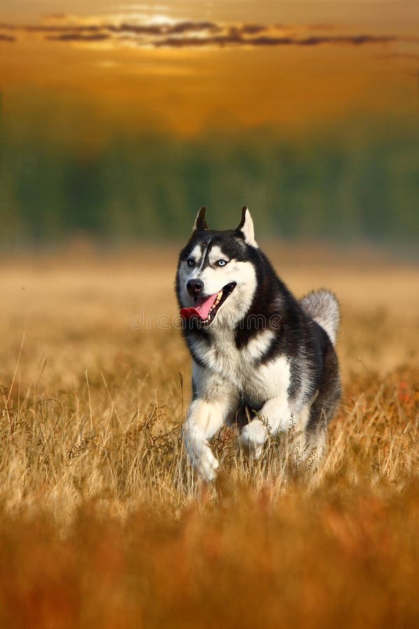 Perro fornido Perro fornido
