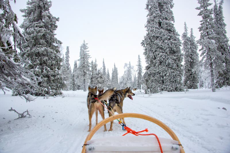 Perro fornido sledding en Laponia Finlandia imagen de archivo libre de regalías Perro fornido sledding en Laponia Finlandia imagen de archivo libre de regalías