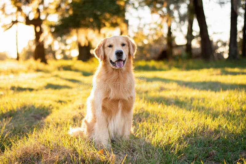 Perro Golden Retriever disfrutando al aire libre en un gran campo de césped fotografía de archivo libre de regalías Perro Golden Retriever disfrutando al aire libre en un gran campo de césped fotografía de archivo libre de regalías