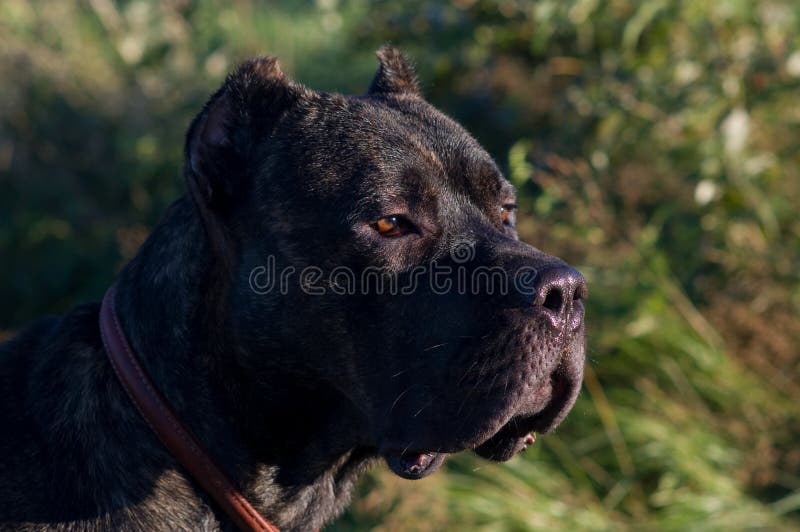 Perro grande con una mirada seria imagen de archivo Perro grande con una mirada seria imagen de archivo