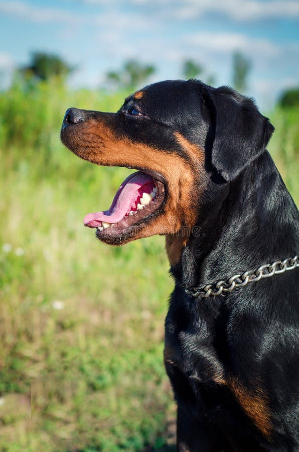 Download Perro Grande De La Raza Un Rottweiler Con Una Boca Abierta Imagen de archivo - Imagen de watchdog, abierto: 100527213