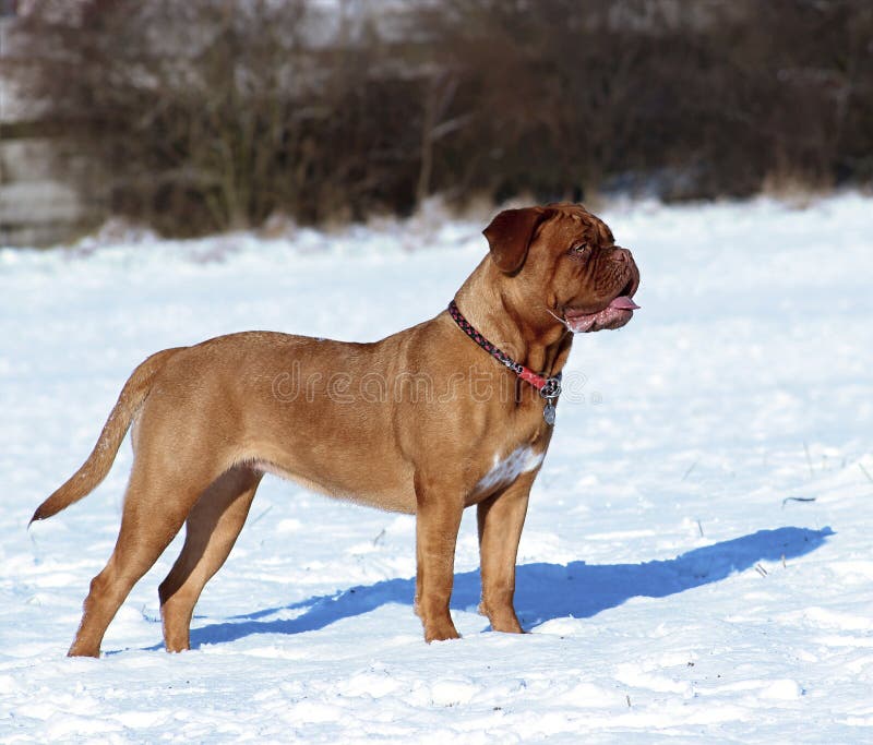 Perro grande - Dogue de Bordeaux fotos de archivo Perro grande - Dogue de Bordeaux fotos de archivo