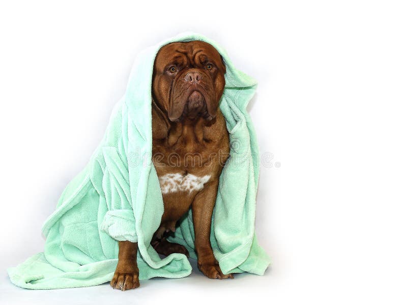 Perro grande hermoso - Dogue de Bordeaux - mastín francés foto de archivo libre de regalías Perro grande hermoso - Dogue de Bordeaux - mastín francés foto de archivo libre de regalías