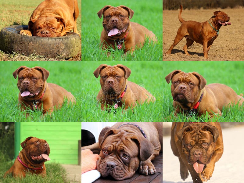 Perro grande hermoso - Dogue de Bordeaux - mastín francés fotografía de archivo Perro grande hermoso - Dogue de Bordeaux - mastín francés fotografía de archivo