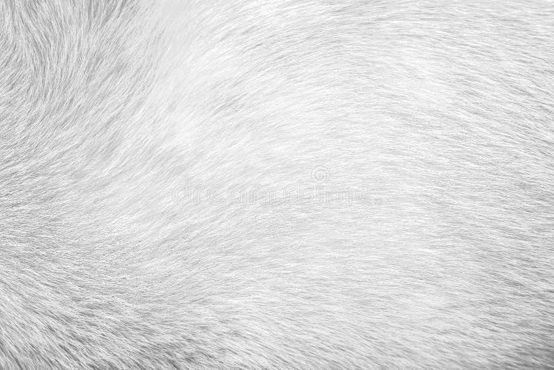 Perro gris de la piel de la textura para el fondo, piel animal natural de los modelos imágenes de archivo libres de regalías Perro gris de la piel de la textura para el fondo, piel animal natural de los modelos imágenes de archivo libres de regalías