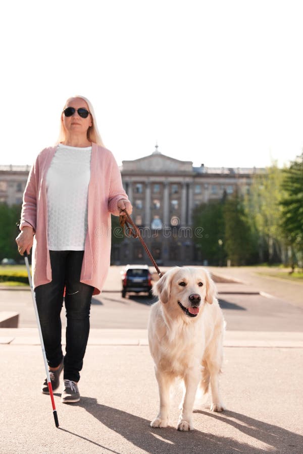 Perro guía que ayuda a la persona ciega con caminar largo del bastón foto de archivo libre de regalías Perro guía que ayuda a la persona ciega con caminar largo del bastón foto de archivo libre de regalías