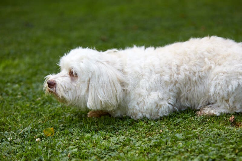 Perro havanese blanco que se sienta en la hierba verde en el jardín imagen de archivo libre de regalías Perro havanese blanco que se sienta en la hierba verde en el jardín imagen de archivo libre de regalías