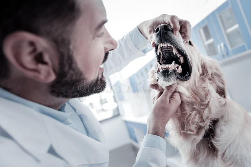 Perro hermoso agradable que abre su boca foto de archivo Perro hermoso agradable que abre su boca foto de archivo