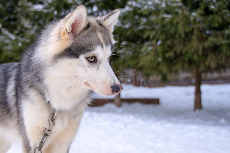 perro-husky-echado-en-la-nieve-shusky-siberiano-blanco-y-negro-con-ojos