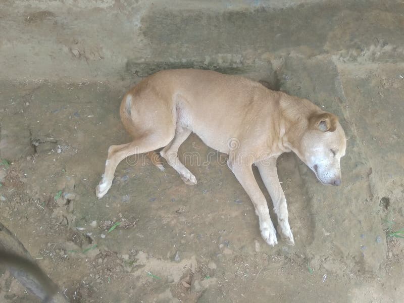 Perro indio para el pueblo en las mejores buenas noches foto de archivo libre de regalías Perro indio para el pueblo en las mejores buenas noches foto de archivo libre de regalías