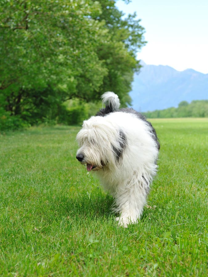 Bobtail Dog Running Perro Viejo Pastor Stock Photo 1162958359