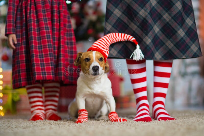Perro Jack Russell Terrier y piernas mujer y niña en rojo foto de archivo libre de regalías