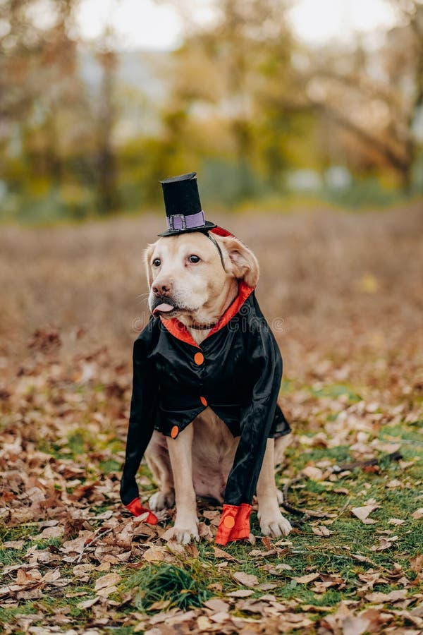 Perro Labrador Vestido Con Un Disfraz Para La Celebración De Halloween. Un  Perro Con Disfraz De Vampiro. Foto de archivo - Imagen de habilidades,  claxones: 253927256