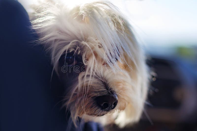 Perro lanudo foto de archivo