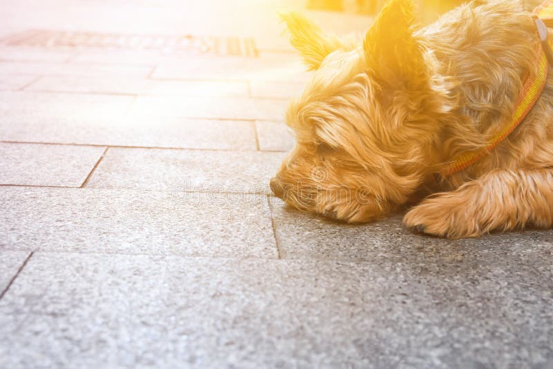 Perro lindo de Yorkshire en el correo que miente en el pavimento en la ciudad que espera al dueño Expresión triste de la cara Fid foto de archivo Perro lindo de Yorkshire en el correo que miente en el pavimento en la ciudad que espera al dueño Expresión triste de la cara Fid foto de archivo