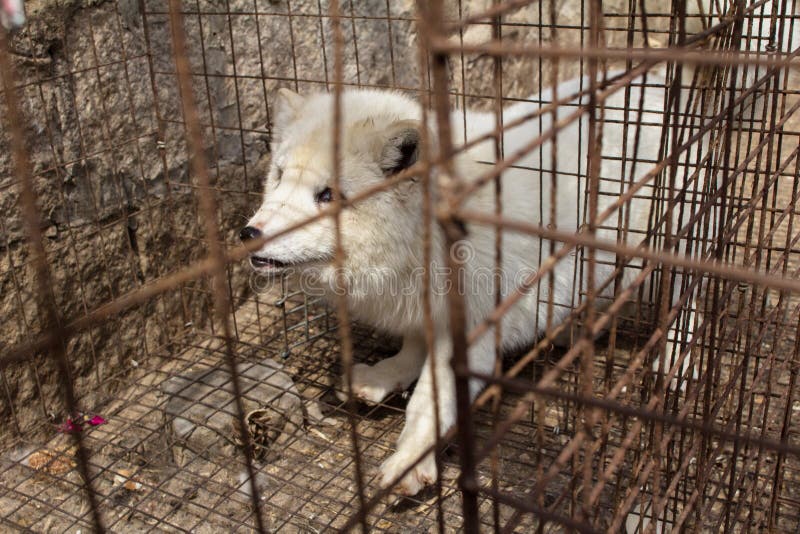 Raza de perro mapache en la jaula