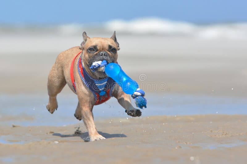 Perro marrón pequeño y lindo del dogo francés con el arnés del marinero que lleva el juguete azul grande en bozal mientras que ju imagen de archivo Perro marrón pequeño y lindo del dogo francés con el arnés del marinero que lleva el juguete azul grande en bozal mientras que ju imagen de archivo