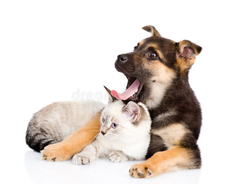 Perro mezclado de bostezo de la raza que miente con el pequeño gato Aislado en blanco imagen de archivo libre de regalías Perro mezclado de bostezo de la raza que miente con el pequeño gato Aislado en blanco imagen de archivo libre de regalías