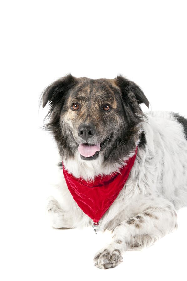 Perro mezclado de la raza en la fijación del traje de la Navidad del día de fiesta aislada fotografía de archivo Perro mezclado de la raza en la fijación del traje de la Navidad del día de fiesta aislada fotografía de archivo