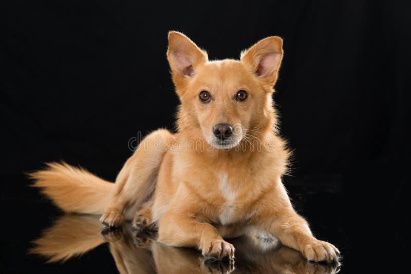 Perro mezclado de mentira de la raza en fondo negro imagenes de archivo Perro mezclado de mentira de la raza en fondo negro imagenes de archivo
