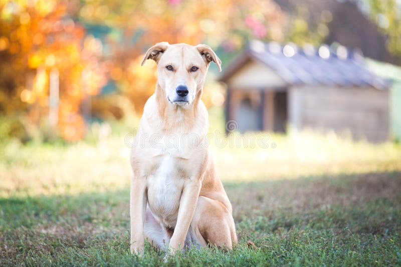 Perro mezclado del rescate de Labrador de la raza en jardín del otoño