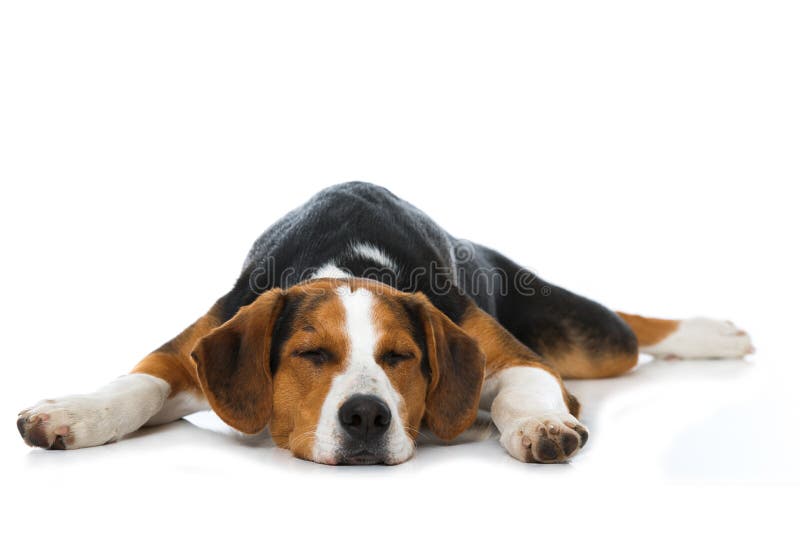 Perro mezclado el dormir de la raza en el fondo blanco foto de archivo libre de regalías Perro mezclado el dormir de la raza en el fondo blanco foto de archivo libre de regalías