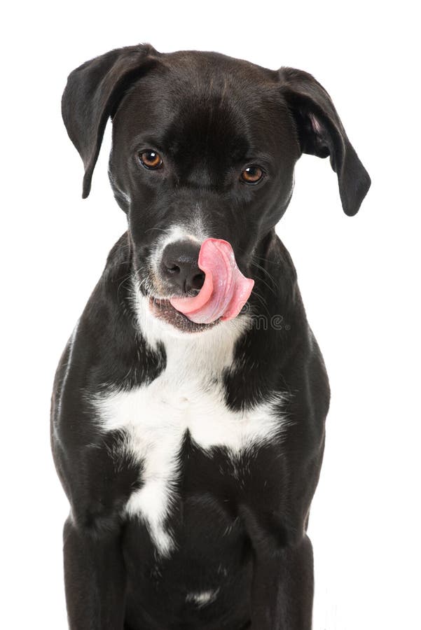 Perro mezclado negro de la raza en el fondo blanco imagenes de archivo Perro mezclado negro de la raza en el fondo blanco imagenes de archivo