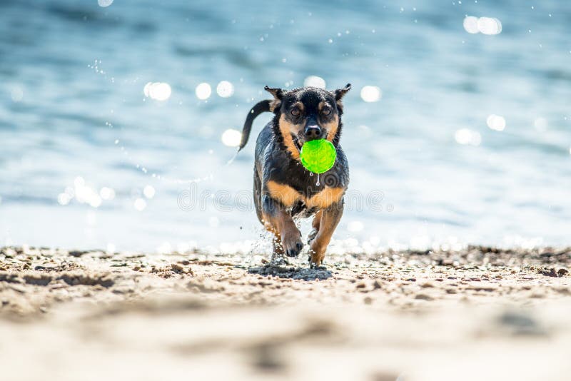Perro mojado que corre con la bola fotos de archivo Perro mojado que corre con la bola fotos de archivo