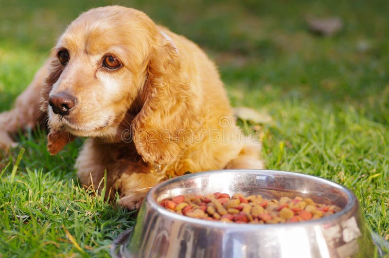 Perro muy lindo de cocker spaniel del primer que presenta delante del cuenco del metal con la comida crujiente fresca que se sien foto de archivo Perro muy lindo de cocker spaniel del primer que presenta delante del cuenco del metal con la comida crujiente fresca que se sien foto de archivo