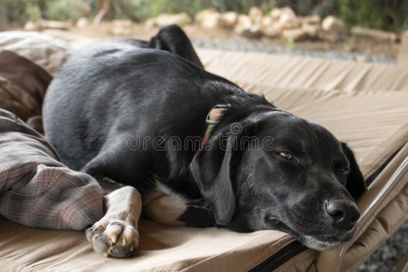 Perro negro cansado del laboratorio que pone en una cama fotografía de archivo libre de regalías Perro negro cansado del laboratorio que pone en una cama fotografía de archivo libre de regalías