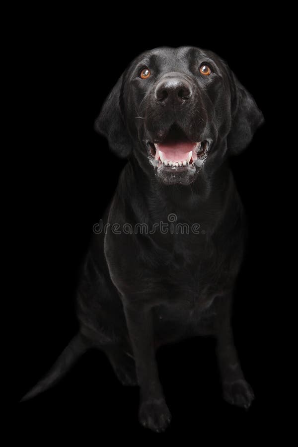 Perro Labrador negro fotos de archivo libres de regalías