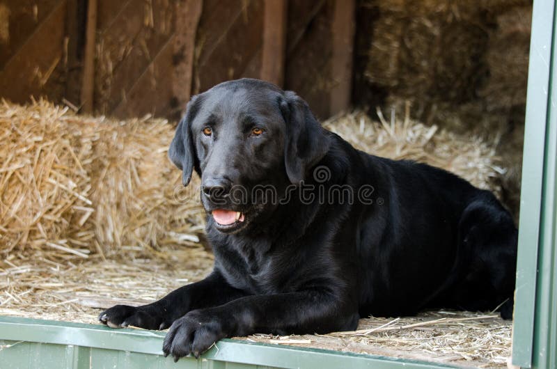 Labrador Retriever negro en un granero de heno fotos de archivo libres de regalías