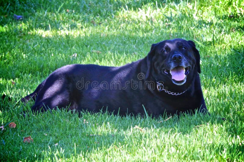 Perro negro del perro perdiguero de Labrador fotografía de archivo libre de regalías Perro negro del perro perdiguero de Labrador fotografía de archivo libre de regalías
