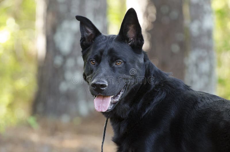 Perro Negro Grande De La Raza De La Mezcla Del Pastor Alemán, Rescate Del  Animal Doméstico Foto de archivo - Imagen de humano, pino: 114724198