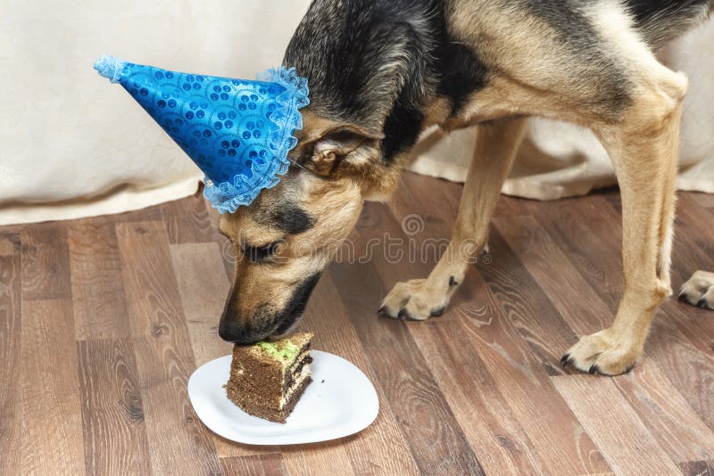 Perro negro grande en casquillo del día de fiesta que come un pedazo de torta fotografía de archivo libre de regalías Perro negro grande en casquillo del día de fiesta que come un pedazo de torta fotografía de archivo libre de regalías